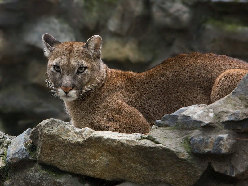 животные,кошки,дикие,пума,yuart Мягкая, наверно..photo preview