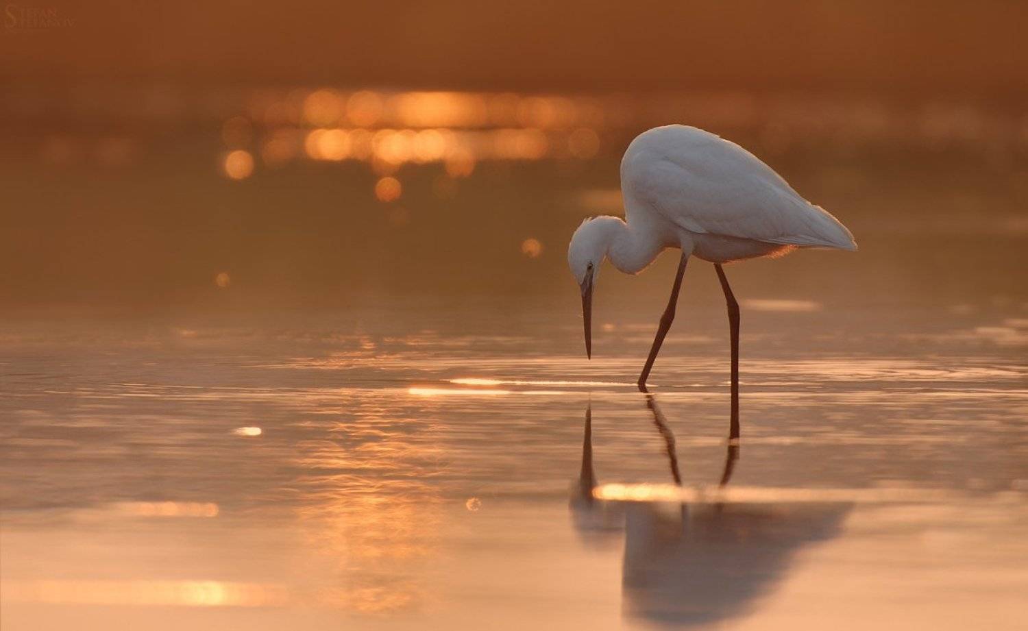 Sunrise mirror. Автор: Stefan Stefanov , Stefan Stefanov