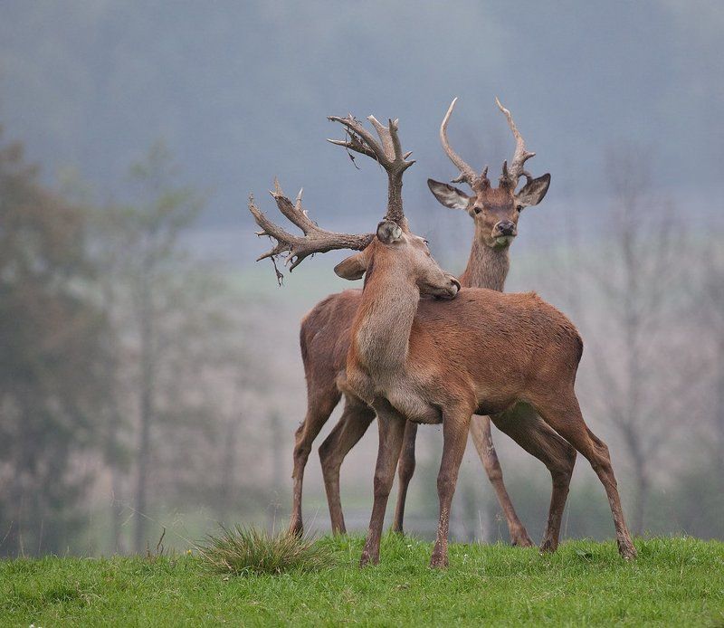 благородный, олень Благородный оленьphoto preview
