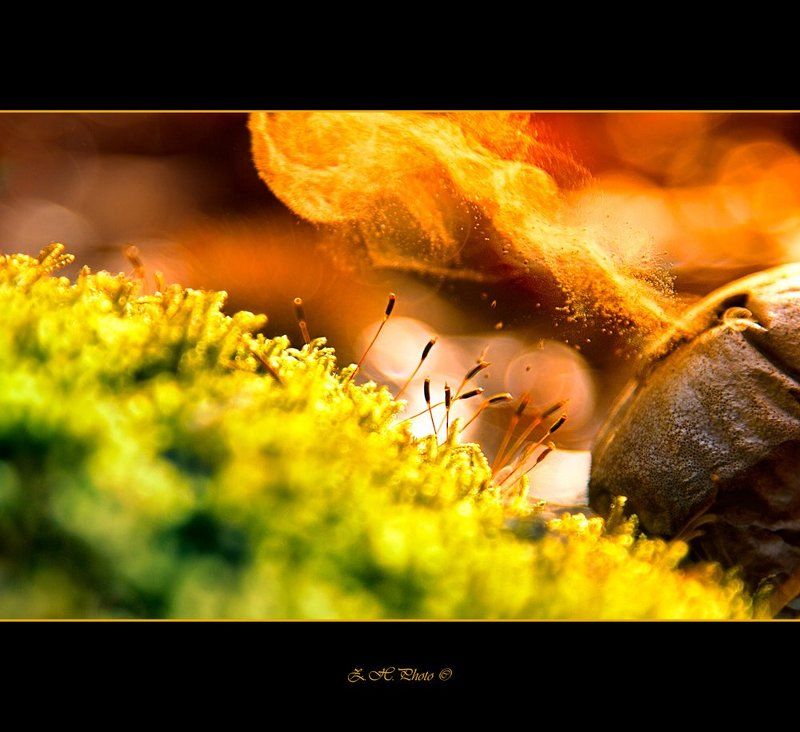 red, bokeh, green, smoke, moss, dry, mushroom Micro flamephoto preview