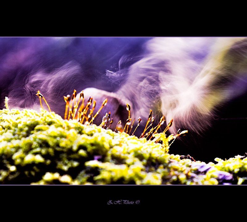 bokeh, smoke, seeds, moss, dry, mushroom Galactic winds of changephoto preview