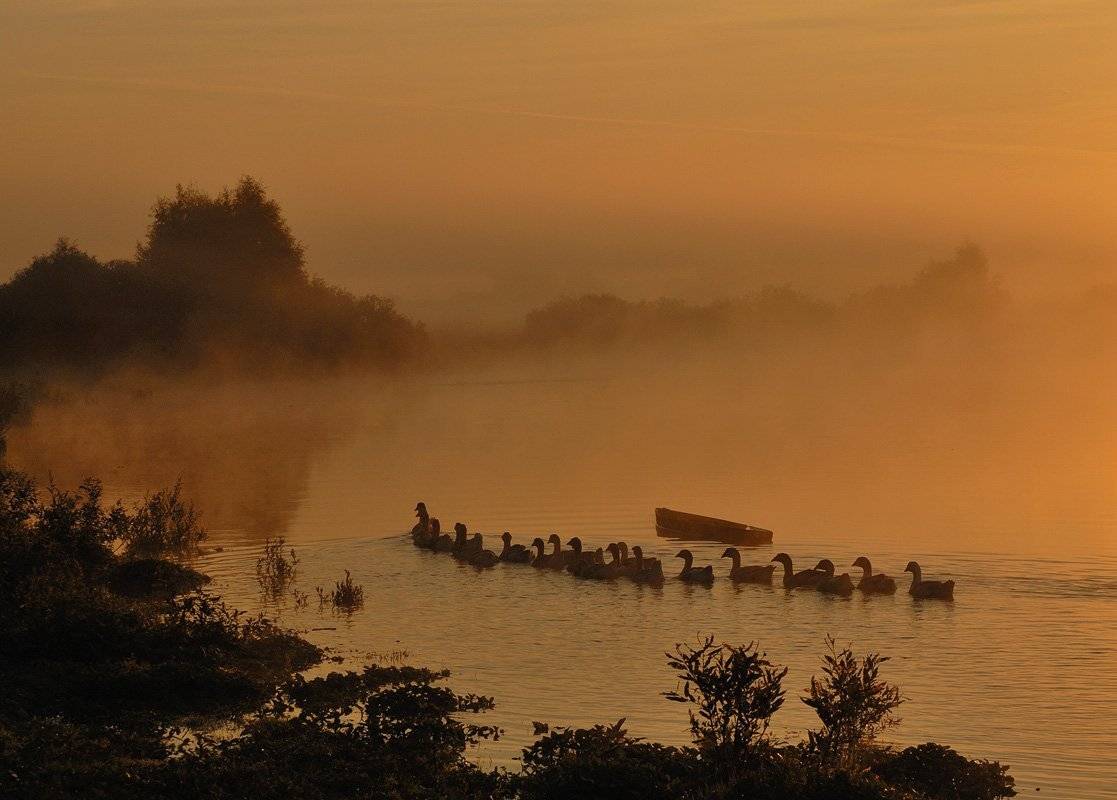 А Нильс пошел купаться. Автор: Александр , Александр