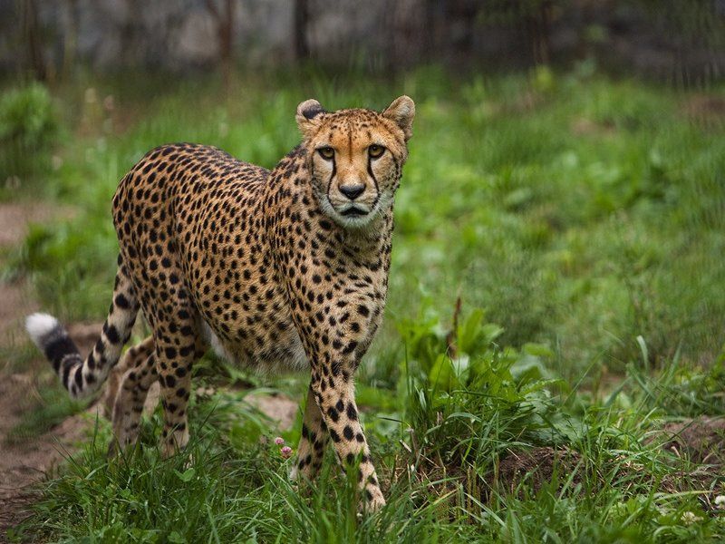 животные,кошки,дикие,гепард,yuart Грацияphoto preview