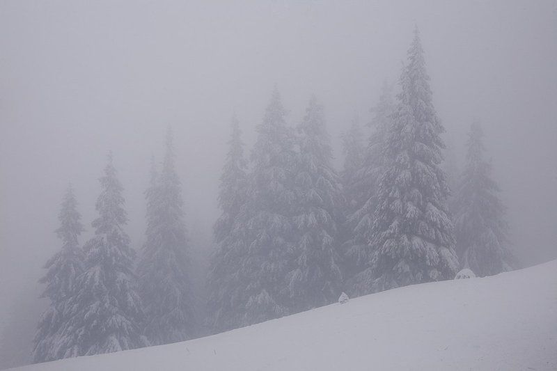 украина, карпаты, поход. новый год Небесные жителиphoto preview