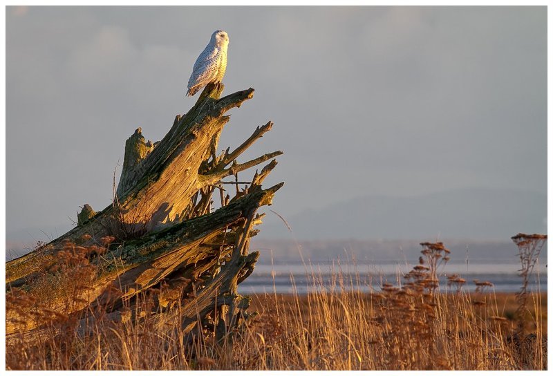 Сижу высоко, вижу далеко...photo preview