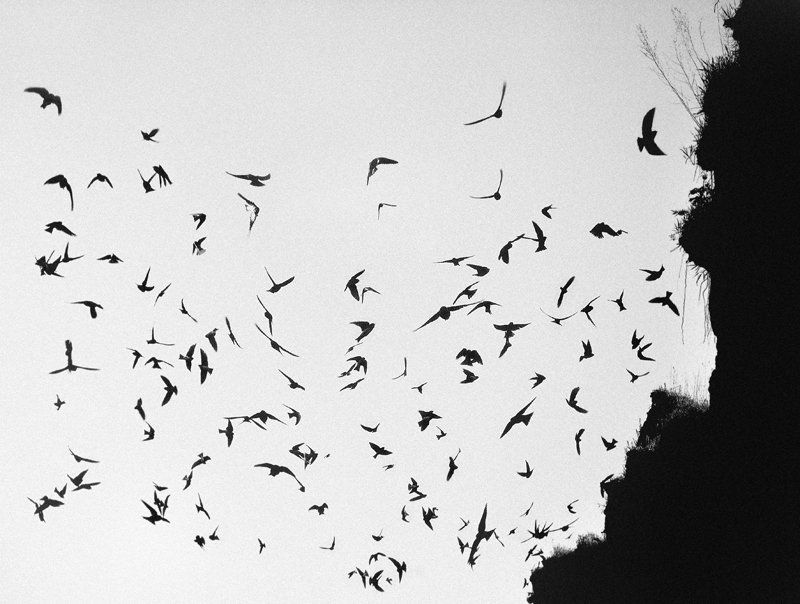 Чёрный Ноябрьphoto preview