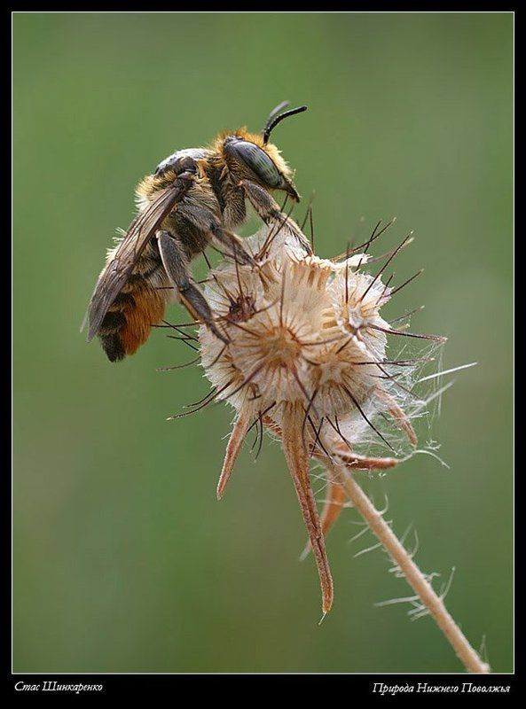 Мегахилаphoto preview