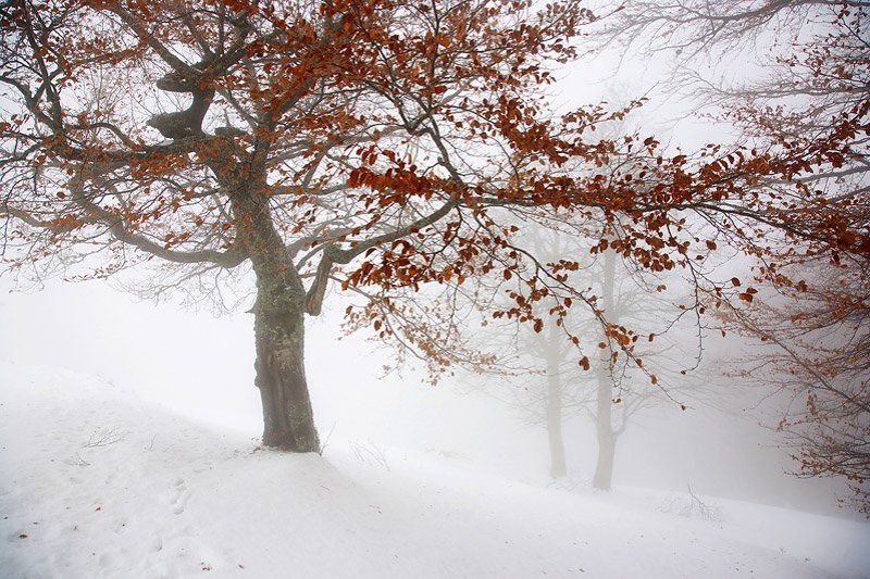 карпаты, как дерево с осени в зиму пришло) фото превью