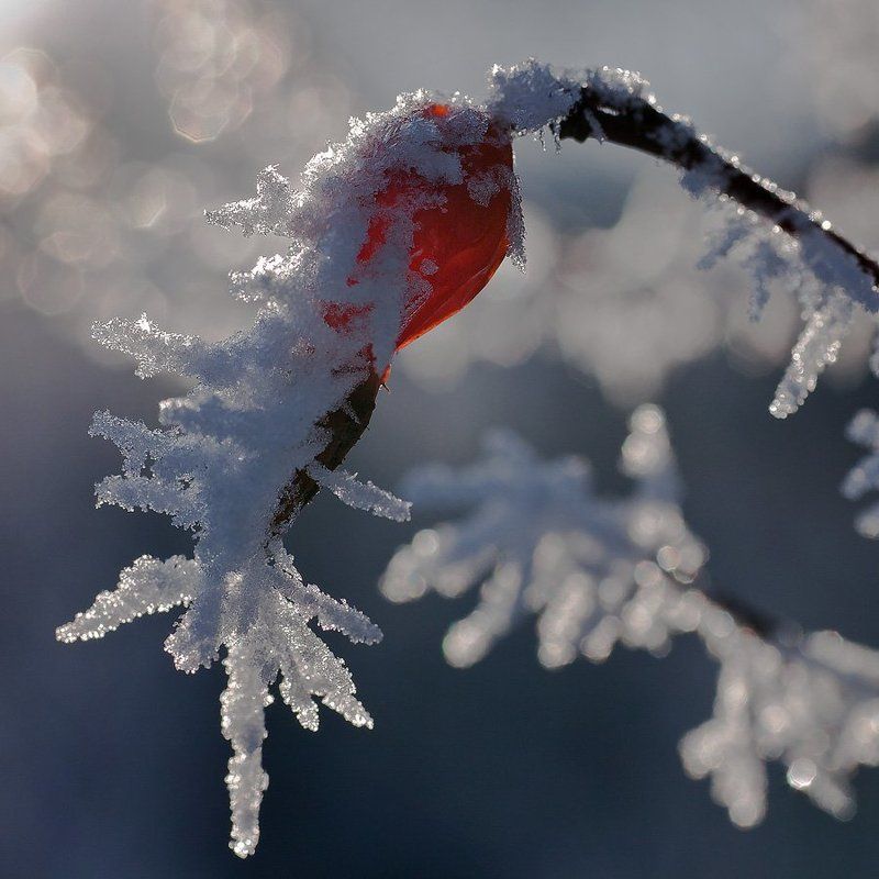 шиповник,иней,зима,ягода Зимний фонарик)!photo preview