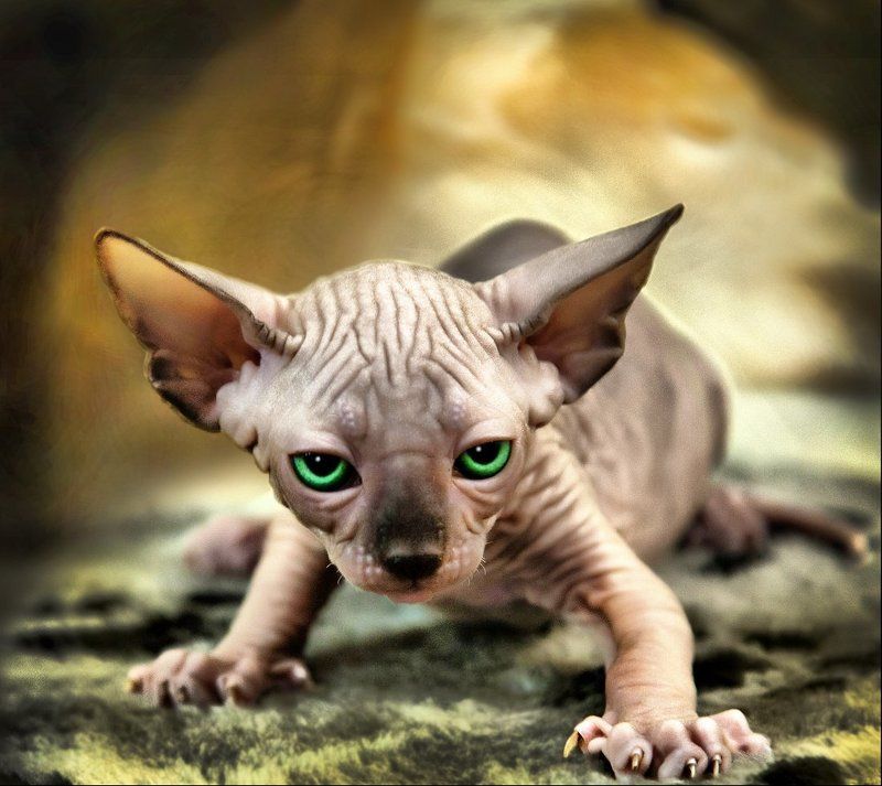 vvv фото превью