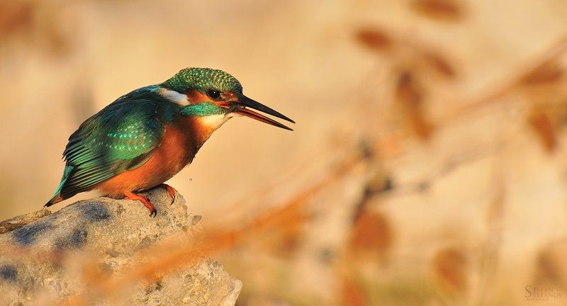 Kingsfisher with little fish фото превью