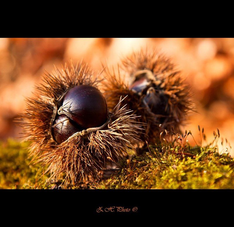 castanea, sativa, chestnut, bokeh Castanea sativaphoto preview
