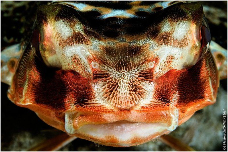 рыба, петух, индонезия, папуа, новая, гвинея, раджа, ампат, подводная, съёмка Портрет Рыбы-Петуха фото превью