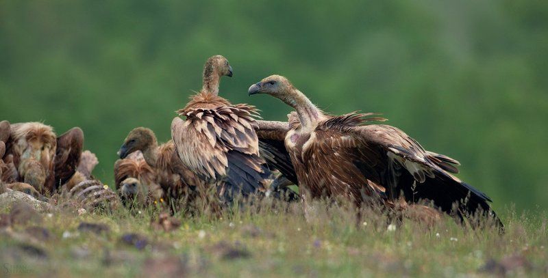 Battle for food фото превью
