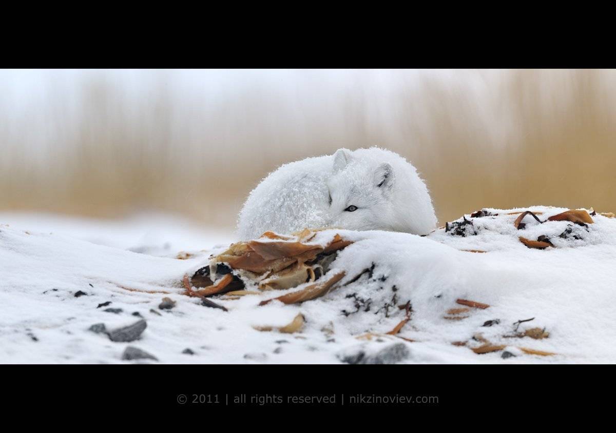 песец, арктика, север, дикая природа, николай зиновьев, Николай Зиновьев