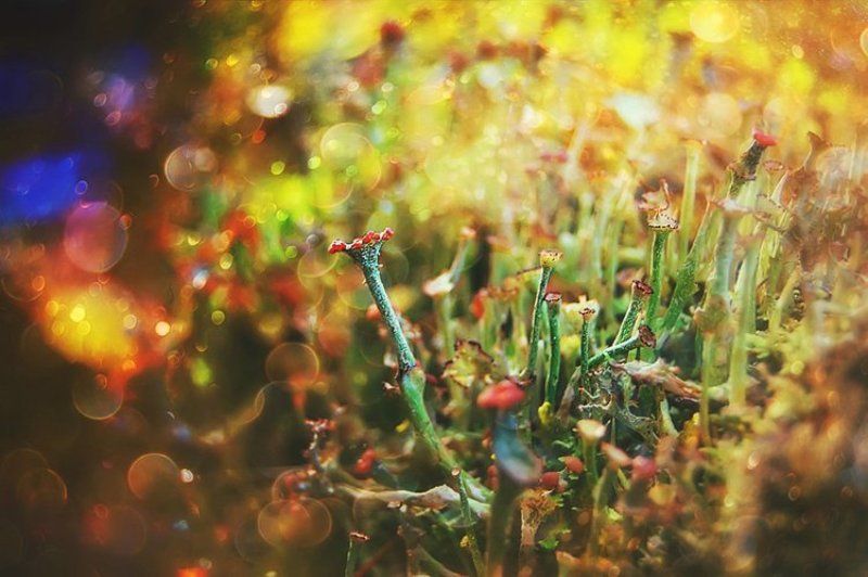 Gobletsphoto preview