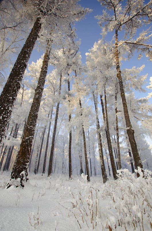 зея Зея.Крещенские морозы.. фото превью