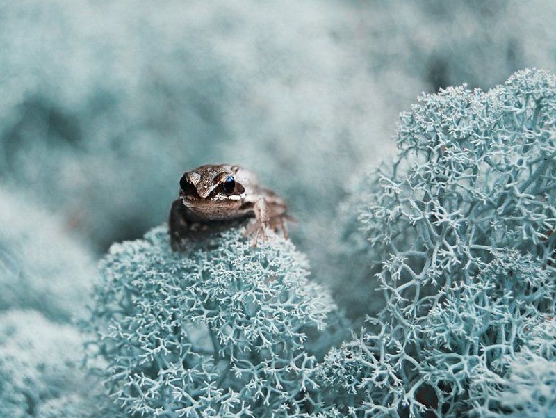 Беломошникphoto preview