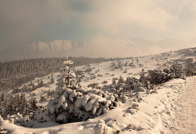 На тропе.photo preview