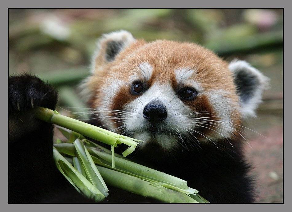 малая, панда, Sergey Volkov