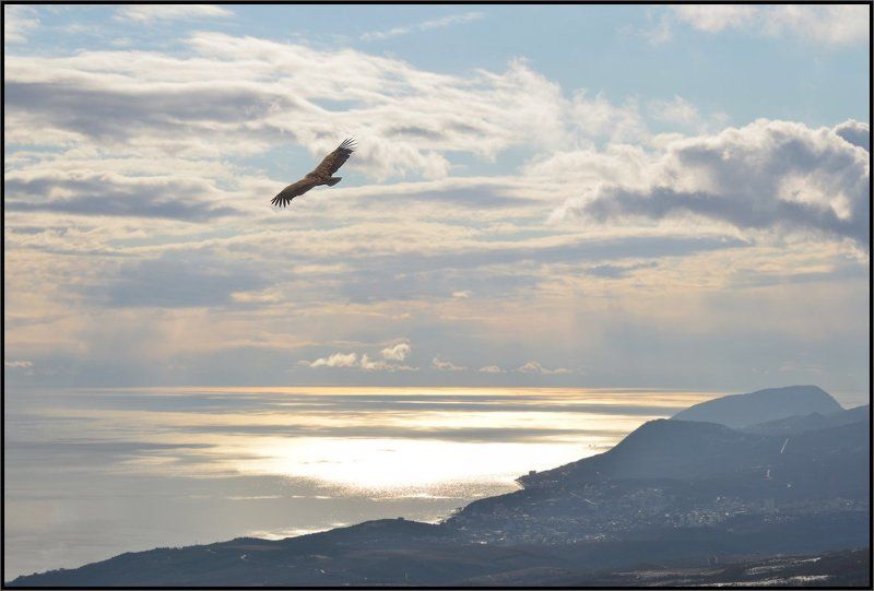 Белоголовый сип, Крым Хозяин крымского неба фото превью