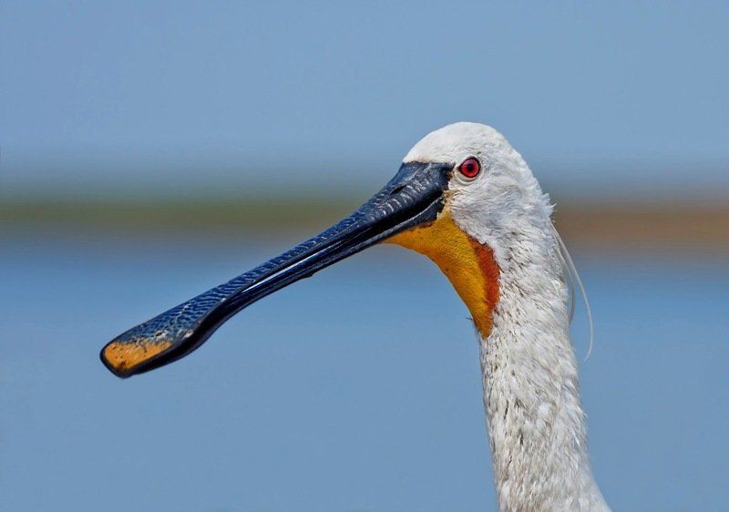 колпица. А вот и я. фото превью