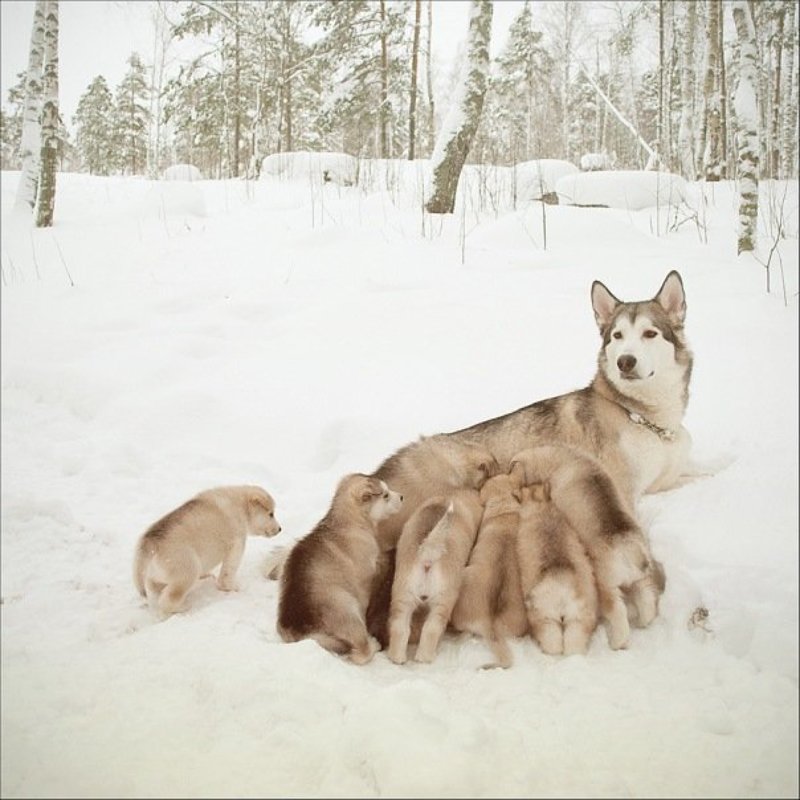 * фото превью