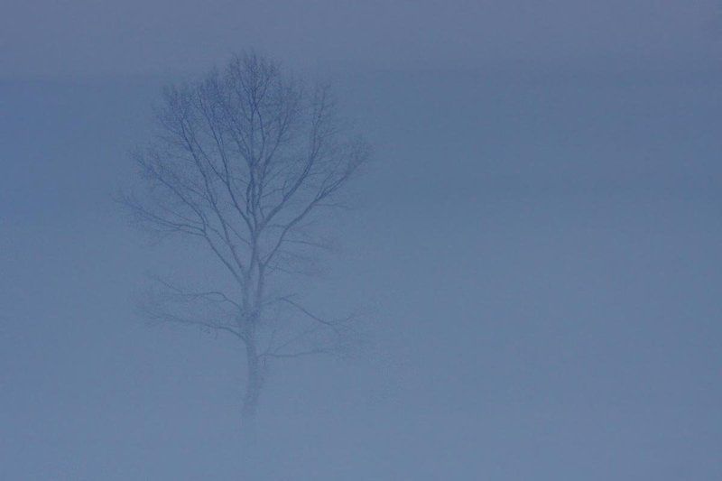 мороз, зима, туман, урожайное, лебединый, лебедь, кликун Утренний брендиphoto preview