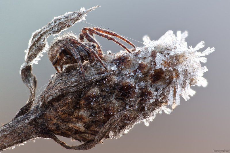 ростислав, макро, 100мм Морозостойкиеphoto preview