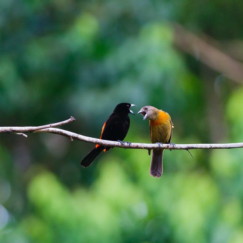 коста-рика Где деньги,Зин?photo preview