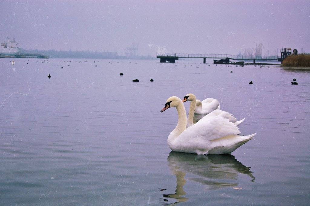 , Елена odelena