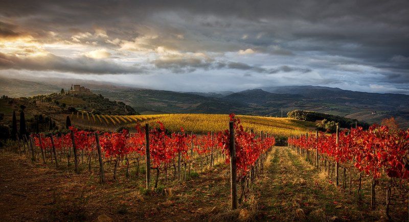тоскана, пейзаж, виноградник Сокровища Тосканыphoto preview