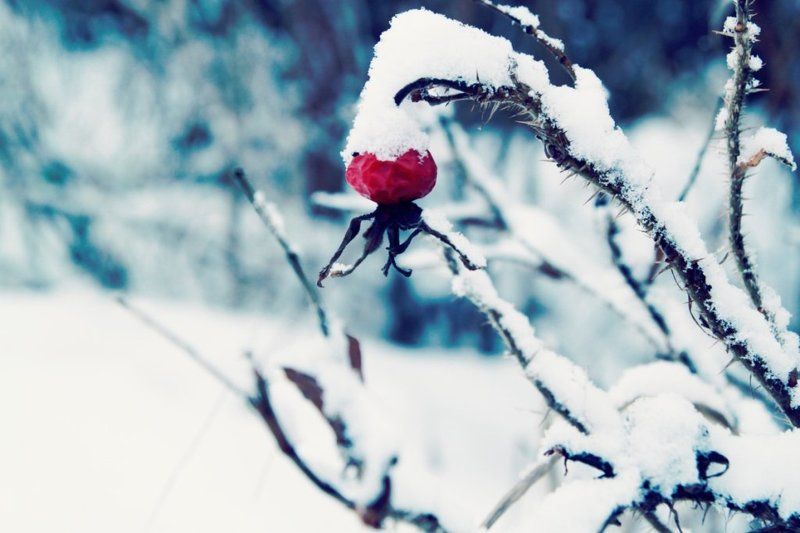 морозноphoto preview