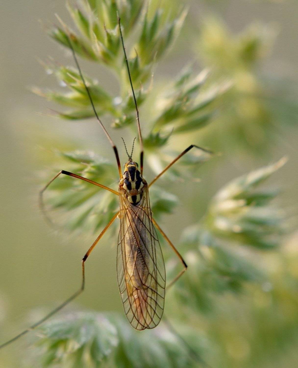 "Из жизни насекомых". Автор: Jaroslav макро, комар, насекомые., Jaroslav