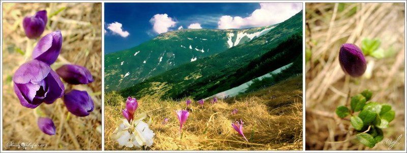 весна, крокусы, карпаты FairyTalesphoto preview