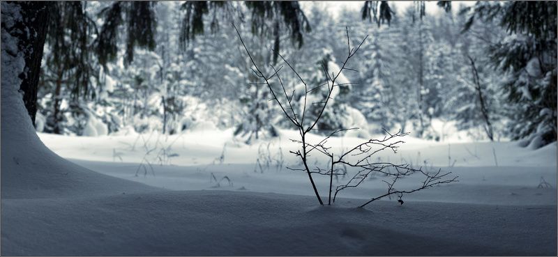 Прогулка по лесу...photo preview