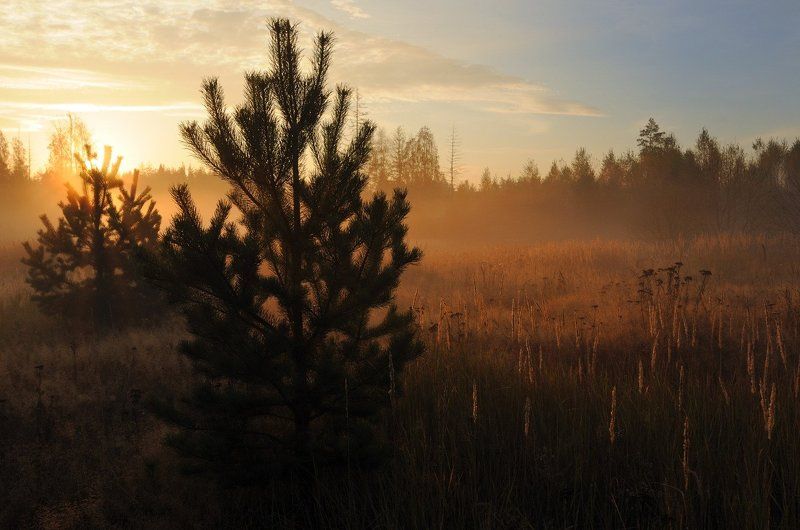 сосны.лес.небо.рассвет. Сосенкиphoto preview