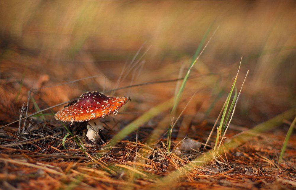 гриб, мухомор, октябрь, осень, утро, Петриченко Валерий