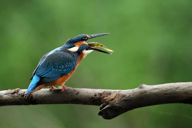 kingfisher, bird, wildlife Kingfisherphoto preview