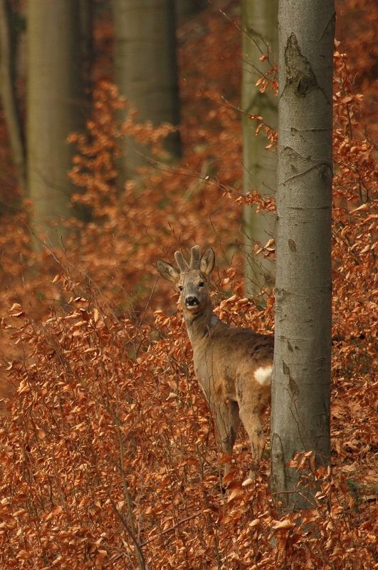 Capreolusphoto preview