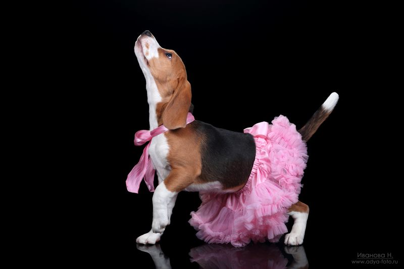 Танцуй, танцуй!photo preview