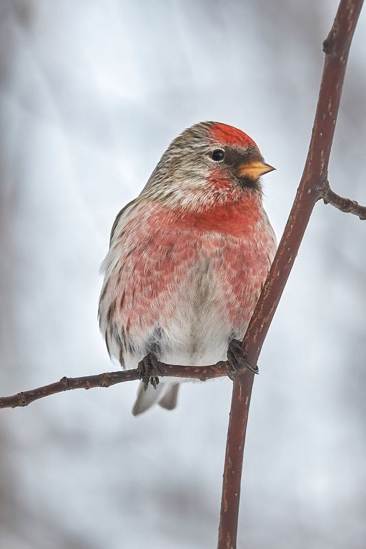 Чечётка (самец)photo preview