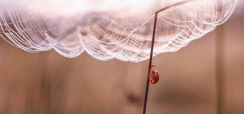 Под куполом утренних надеждphoto preview