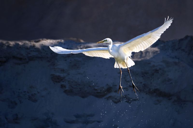 Танец большой белой цаплиphoto preview