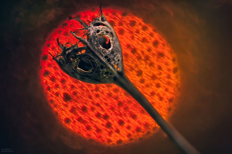 макро, сухоцветы, боке, macro, dried flowers, bokeh, ***photo preview