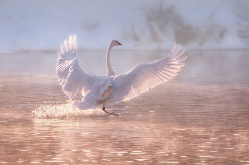 Лебедь, Озеро, Лебединое Танец на водеphoto preview