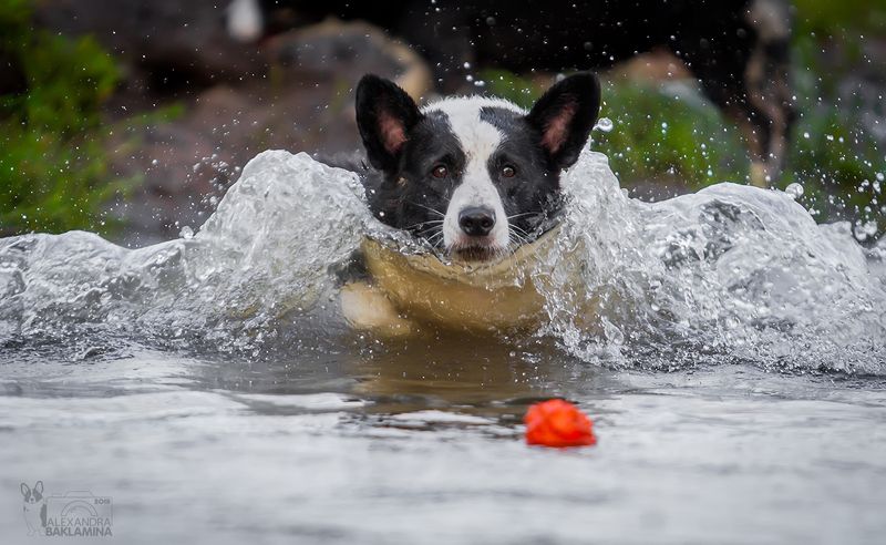 вельш корги кардиган, собака, лето корги Вспоминая лето....photo preview