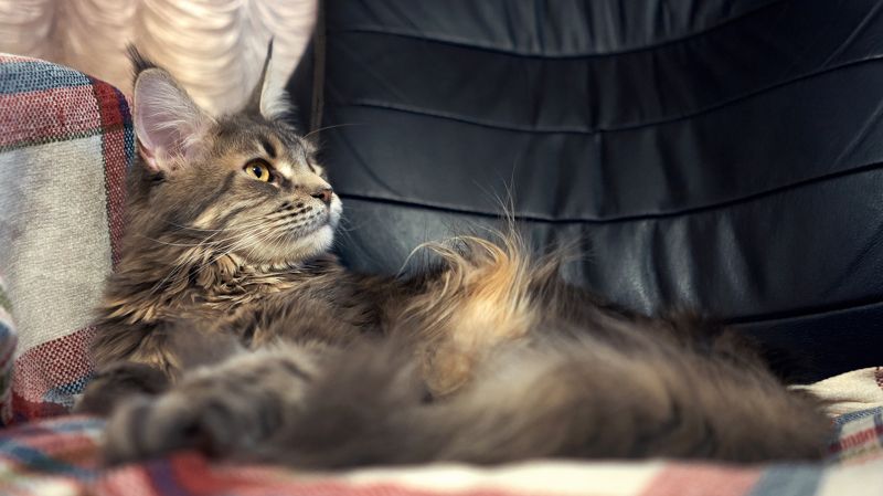 кошки, sony, 28f2 Стилистphoto preview