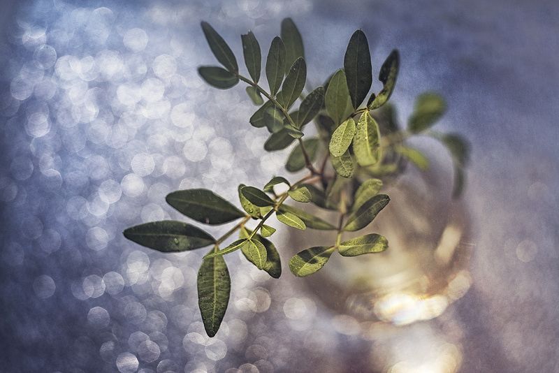 макро, макрофотография, цветок, весна. капли, свет photo preview