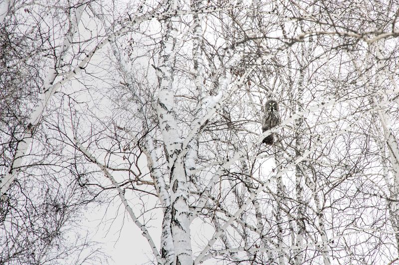 сова, омск, неясыть, зима, животные Бородатая неясытьphoto preview